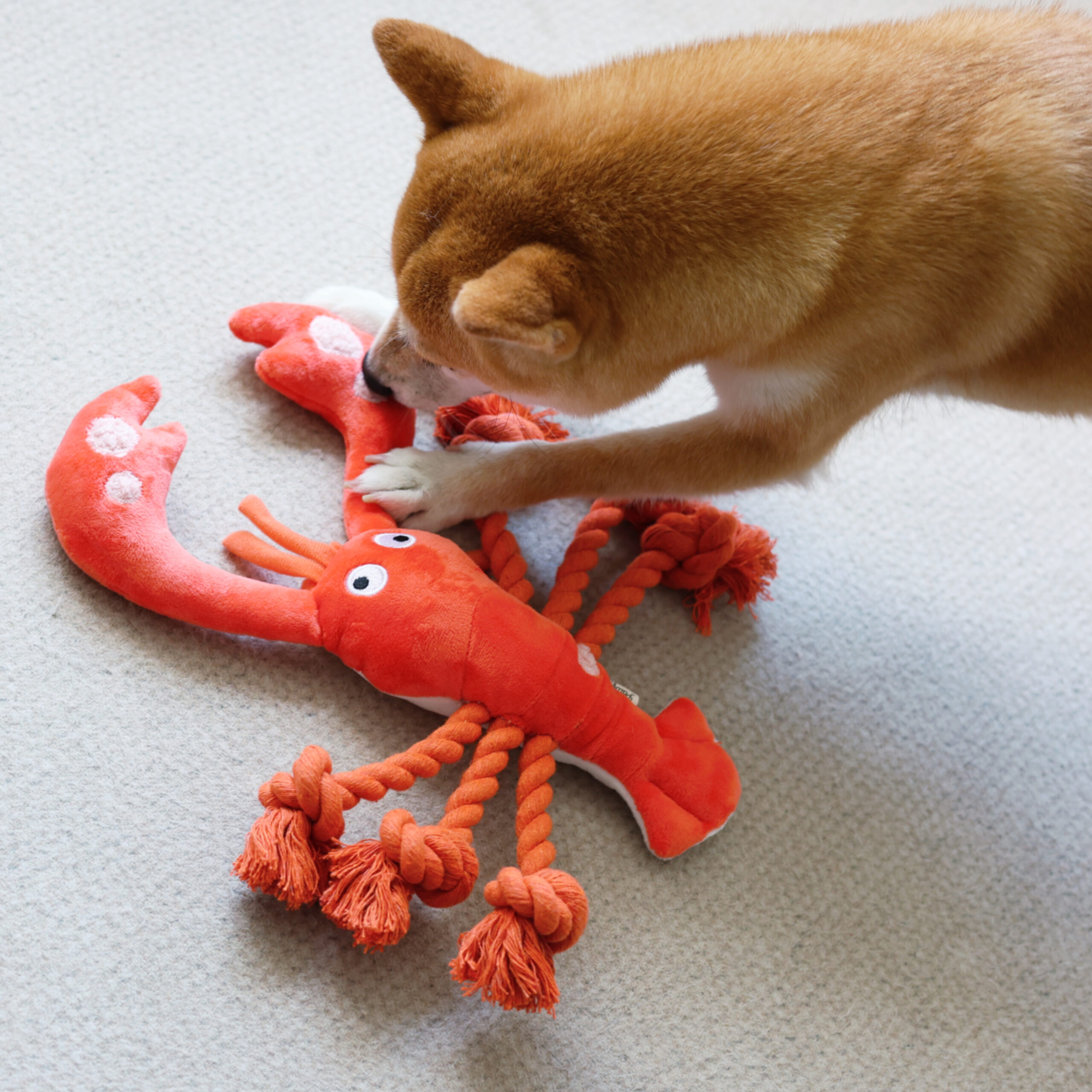 lobster dog toy